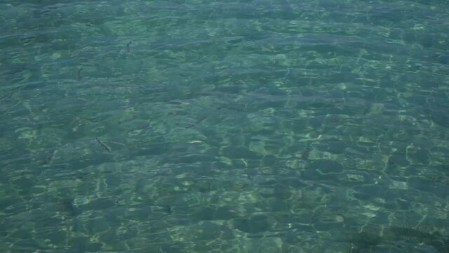Closeup top view 4 stock video footage of beautiful blue sea water surface with many fish swimming underwater searching and waiting for food
