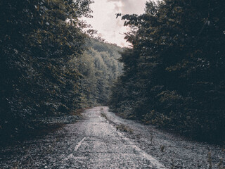 road on forest