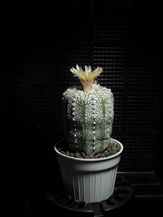 view of a Astrophytum asterias cv. Superkabuto cactus and yellow flower blossom in white flowerpot on black background.