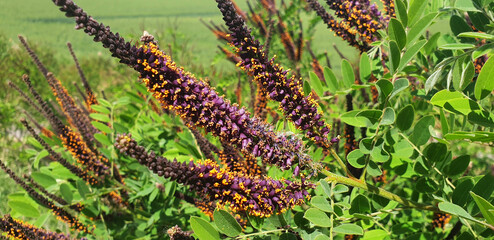 Panorama of Amorpha plant with yellow and violet flowers.