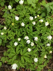 Anemone nemorosa
