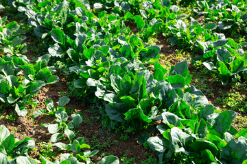 View of field planted with ripening green spinach cultivar. Popular leafy vegetable crop..