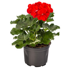 Geranium or pelargonium flowers