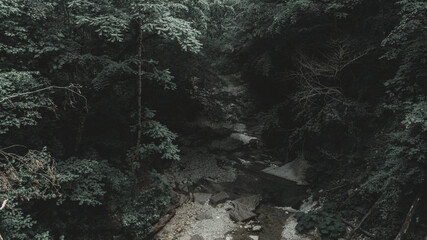 rain in the forest darkness 
