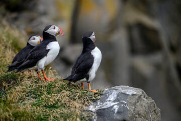 The Atlantic puffin, also known as the common puffin