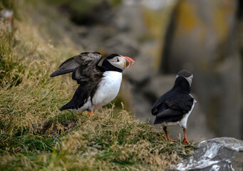 The Atlantic puffin, also known as the common puffin