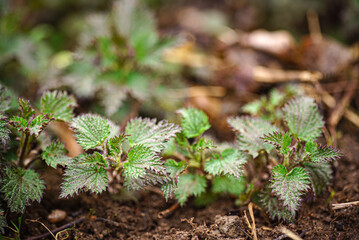 young nettle in the garden