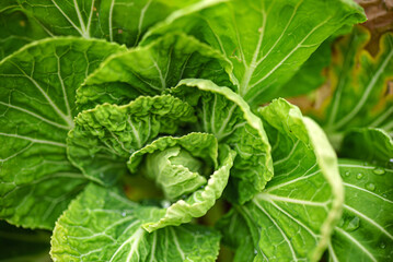 Brussels sprouts in the garden