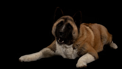 Obraz premium Portrait of American Akita dog on black background