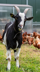 Goat with chickens on the field
Ziege mit Hühnern auf dem Feld