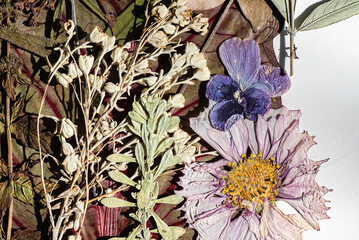 dry flowers on the white background