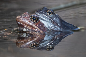 Brown frog wild animal amphibian nature