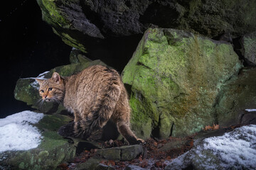 Fototapety na wymiar - Fototapeta24.pl