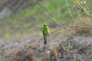 Blue tailed bee eater bird Merops philippinus making puffy feathers while perching on a branch in nature