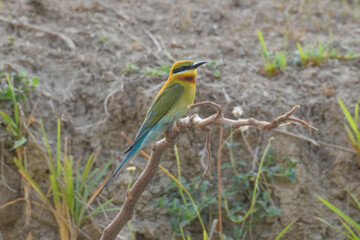 Exotic wild animal blue tailed bee eater birds or Merops philippinus in nature