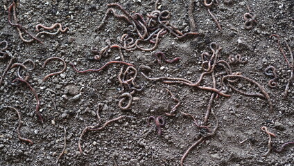 Group of earthworms.Useful earthworms crawl and loosen the soil.