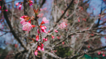 Sakura in Thailand.