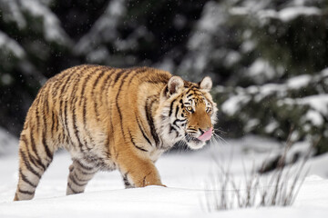 Fototapeta na wymiar Siberian tiger near the forest on freshly fallen snow.