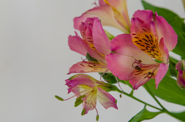 Flowers on a light background. Background for postcards and banners on