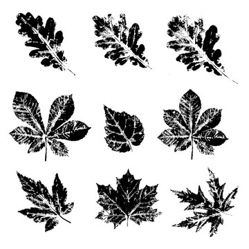 Ink Print Leaves. Black Ink Prints Of Leaves Of Trees And Bushes