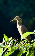 great blue heron