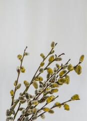 Willow. The Orthodox holiday is Palm Sunday. Banner for congratulations