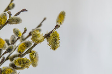Willow. The Orthodox holiday is Palm Sunday. Banner for congratulations