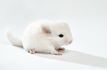 white chinchilla, cute blonde sitting chinchilla on a white background