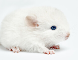 white chinchilla, cute blonde sitting chinchilla on a white background