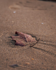 Macrophotography of autumn leaf in the sand. Beautiful nature, wet sand on the beach. Brown leaf buried under the sand.