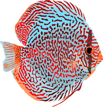 vector of a snakeskin discus fish