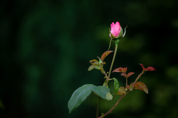 Blossom of a pink rose with water drops