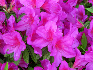 ピンク色のツツジの花。早春。東京都