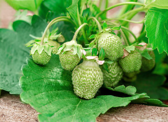 Unripe green strawberries on a bush with green leaves. Organic strawberries on the plantation....