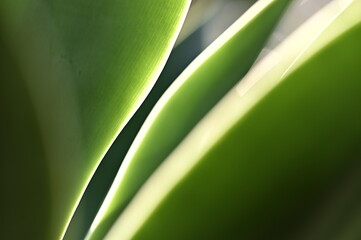 Close-up view of Agave leaves. Beautiful details of Agave leaves.