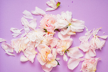 peony petals on the color background