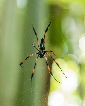 Palm spider in the Seychelles