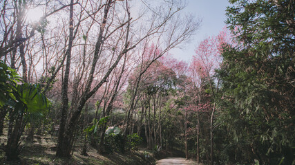 Sakura in Thailand.