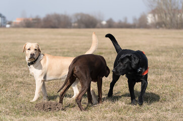 Three Labrador dog playing in the park