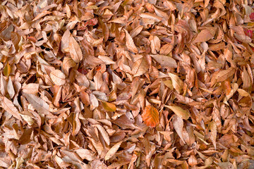 Product background: Beautiful fallen and dead leaves seen from above, bird's-eye view