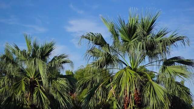 Many fresh green palm trees isolated at bright sunny clear sky background