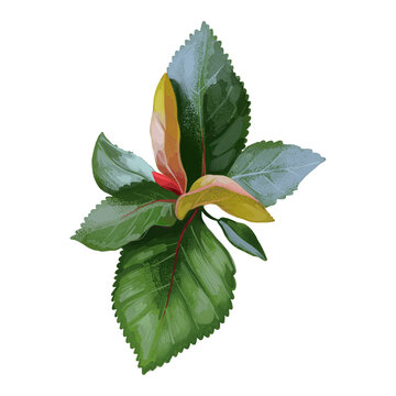 Khat or qat, Catha edulis, flowering plant native to Ethiopia. Khat with alkaloid cathinone, stimulant cause excitement, loss of appetite, and euphoria. Herb with adverse effect, medical remedy plant.