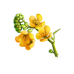Senna or sennas, yellow flowering plants in legume family. Digital art illustration of yellow flowers blooming buds. Senna alexandrina ornamental plant. Senna artemisioides, silver feathery cassia.