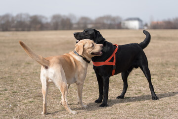 Two Labrador dogs playing in the park