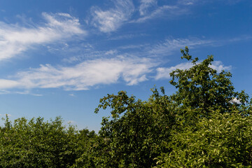 tree on sky background