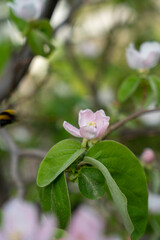 quince tree and flowers from the natural garden