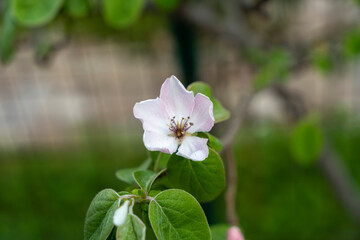 quince tree and flowers from the natural garden