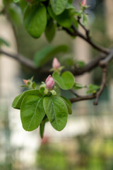 quince tree and flowers from the natural garden