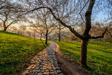 Early blooming almond tree in Petrin garden in Prague.