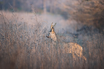 Roe deer standing in tall dry grass